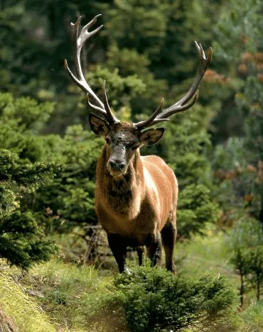 Torino, alla scoperta del comportamento degli animali selvatici