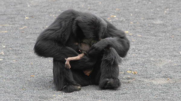 Queenia con il suo cucciolo, ©Zoom Torino