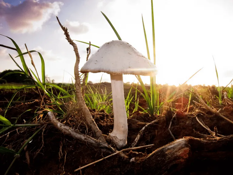 Mangia un fungo e muore, allarme funghi nell’astigiano