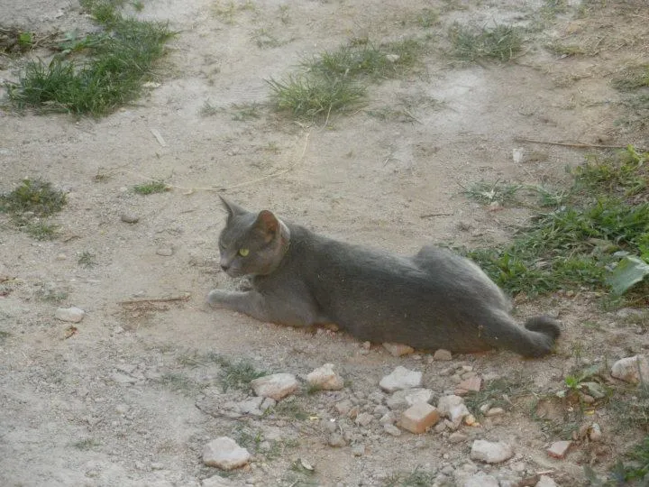 Bar con i gatti a Torino, la prima città italiana a seguire questa moda