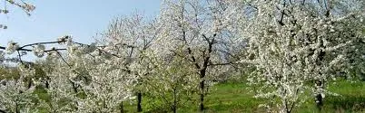 Pecetto Torinese, camminata fra i ciliegi in attesa della festa delle ciliegie del 8 giugno