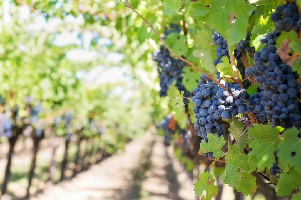 Il magico e suggestivo momento gastronomico de “La Cena in Vigna” nel Roero