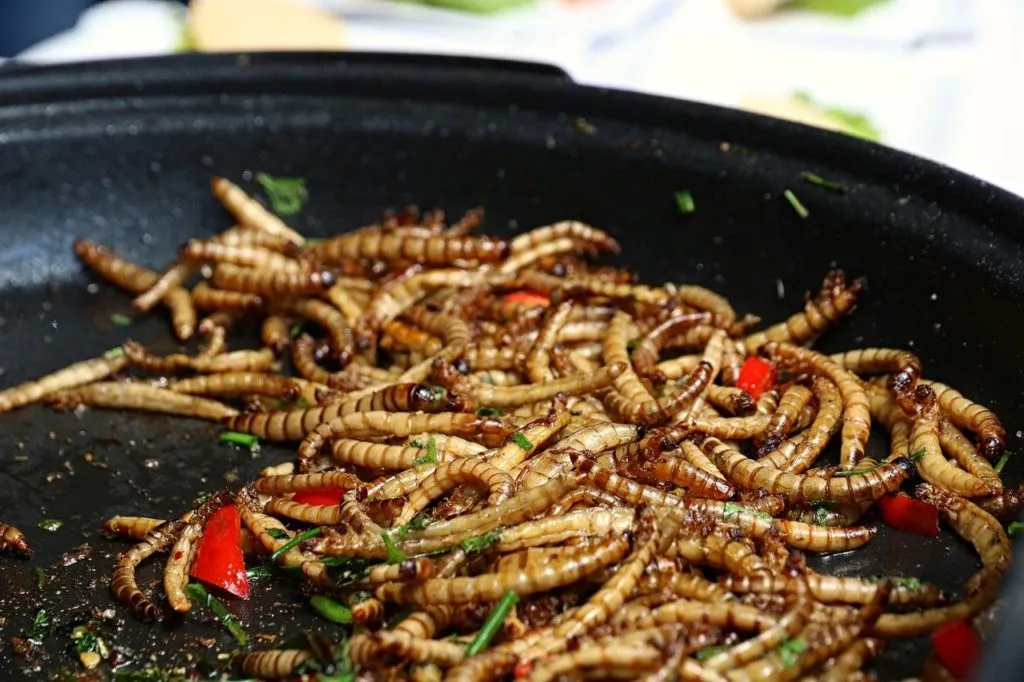 Le tarme della farina si potranno mangiare. Via libera della UE. Presto anche i grilli