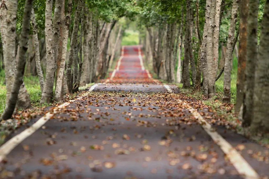 Torino: stanziati 1 milione e 200mila euro per la stabilità degli alberi