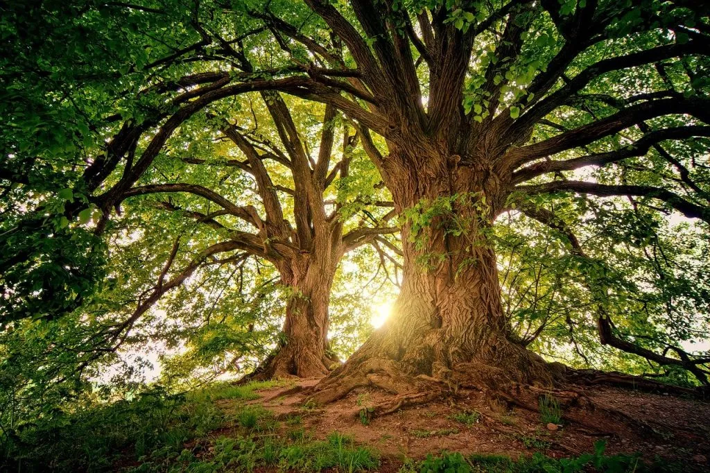 La Giunta approva il bilancio Arboreo: cresce il numero di piante in città