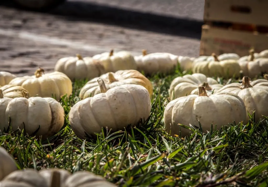 Zucca in piazza, a Piozzo il 2 e 3 ottobre i produttori locali con le zucche e prodotti tipici