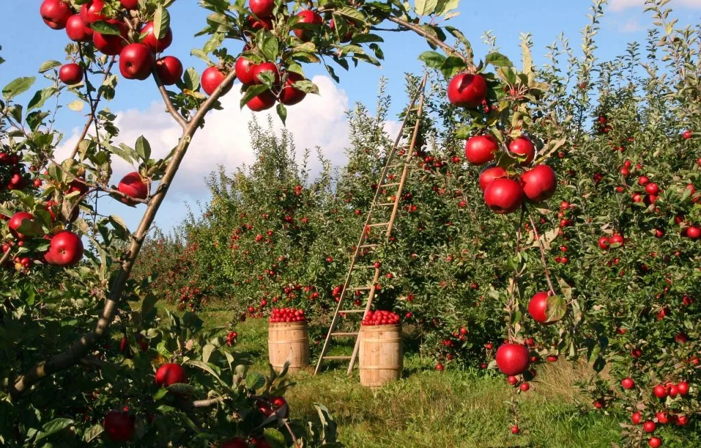 Dalla Regione quasi un milione e mezzo per la promozione dei prodotti agroalimentari e vitivinicoli