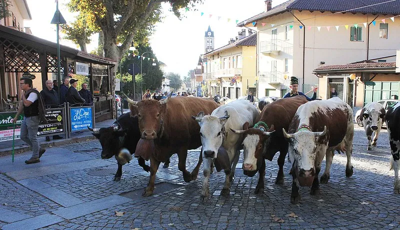 Domenica 24 Ottobre arriva la fiera di agricola-zootecnica di Milanere di Alnese