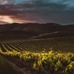 Il turismo del vino nelle Langhe