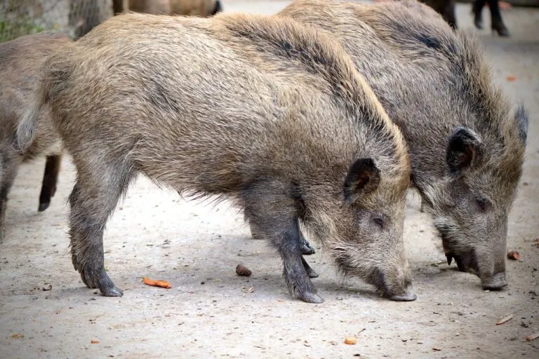 Peste suina, arriva l’ordinanza: in Liguria e Piemonte vietati caccia, trekking e la raccolta di funghi e tartufi