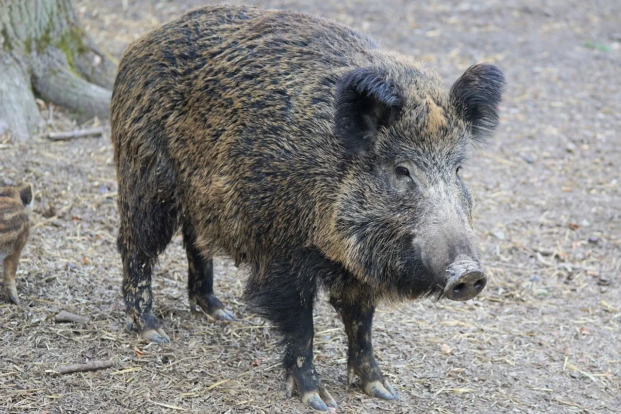 Primo caso di Peste Suina Africana a Ovada