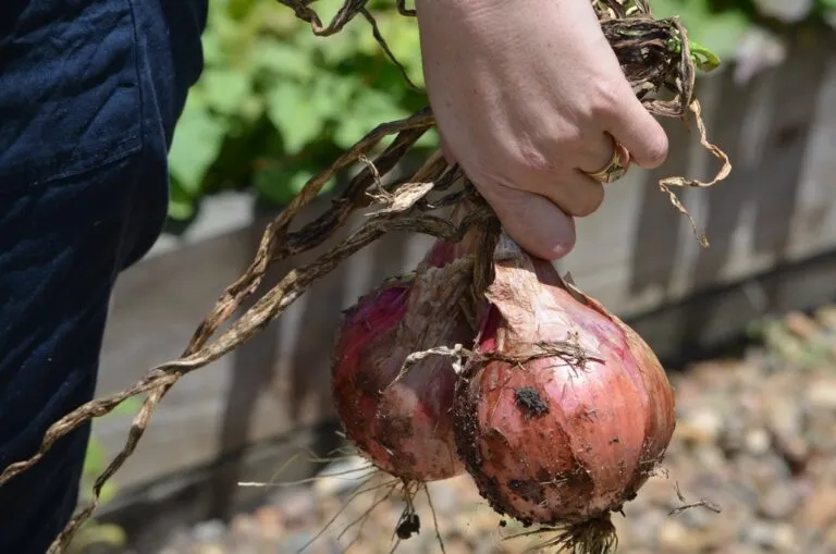 Il Comune di Nichelino lancia il progetto orti urbani: 45 terreni destinati all’agricoltura locale