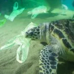 Plastica negli oceani e le reali conseguenze per la nostra salute