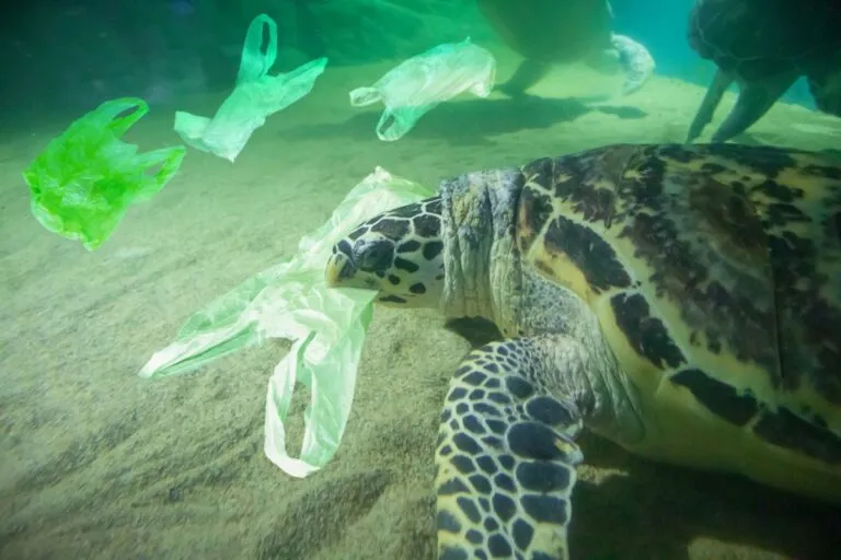 Plastica negli oceani e le reali conseguenze per la nostra salute