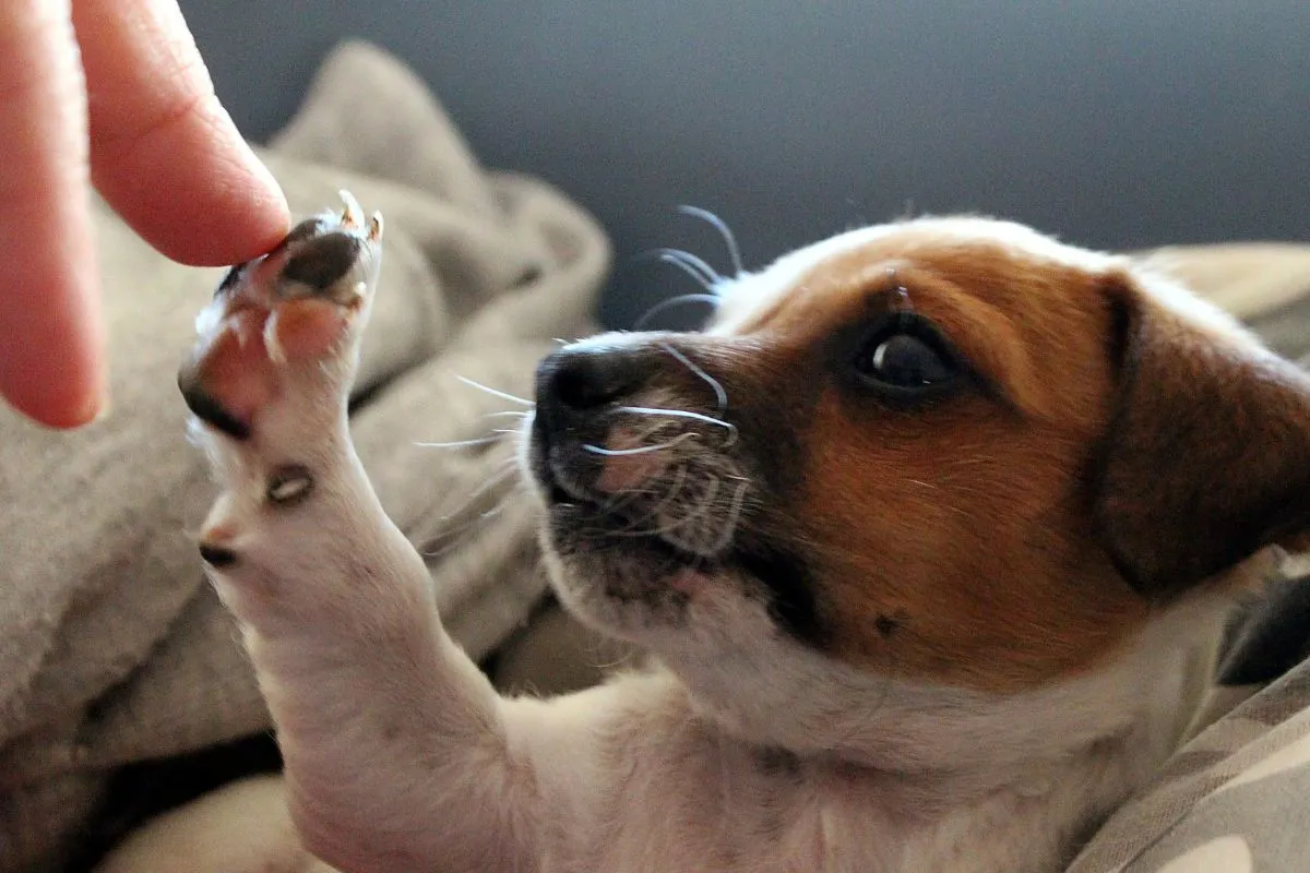 Oggi è la Giornata Mondiale del Cane – il miglior amico dell’uomo