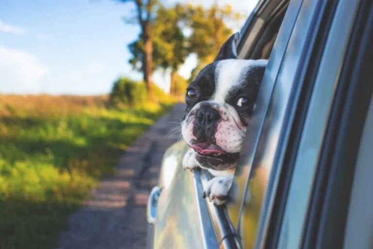 Piemonte Pet Friendly: ora il passaporto animali da compagnia lo rilascia il veterinario