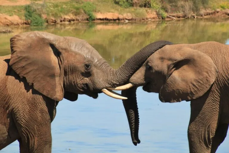 Oggi è la Giornata Mondiale dell’Elefante – sostenere per evitare l’estinzione