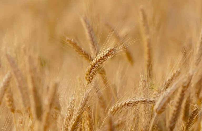 Filiere corte e sviluppo dei territori: ancora 20 giorni per partecipare al bando della Regione