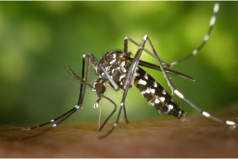 Il virus della zanzara colpisce anche Torino: primo caso di West Nile a Moncalieri