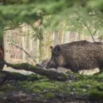 In Piemonte caccia al cinghiale legale di notte