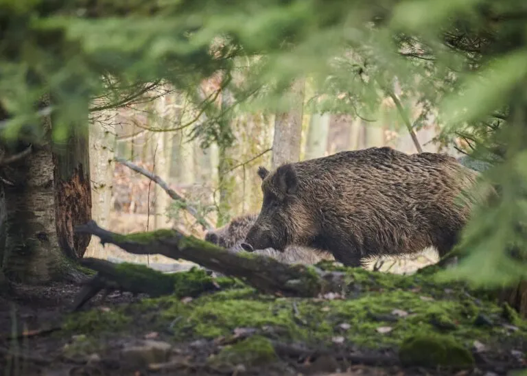 In Piemonte caccia al cinghiale legale di notte