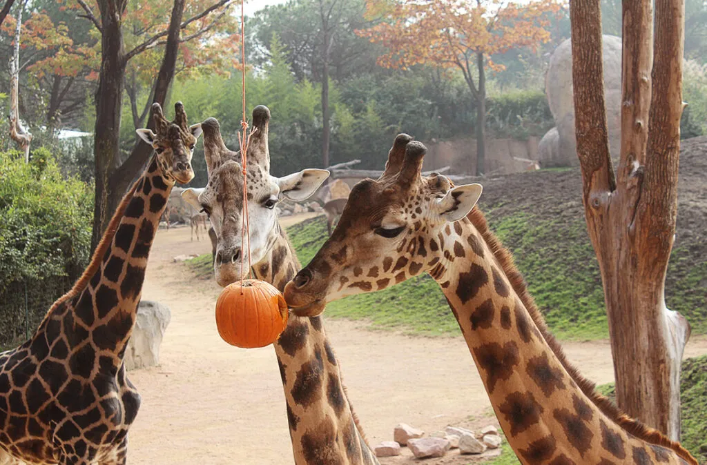 Halloween a Zoom Torino