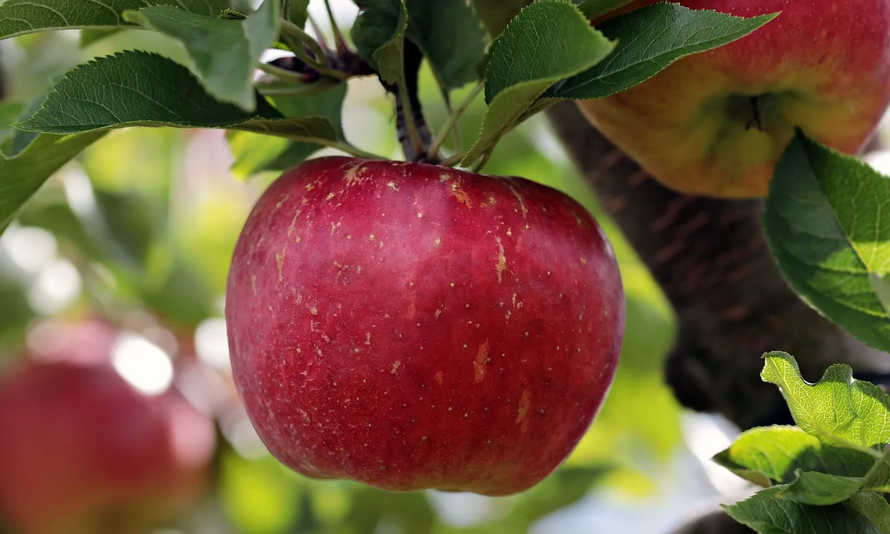 Frutta, Coldiretti Piemonte: “SOS per settemila aziende piemontesi”