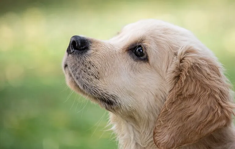 Esche avvelenate contro i cani a Torino: interviene la Polizia Metropolitana