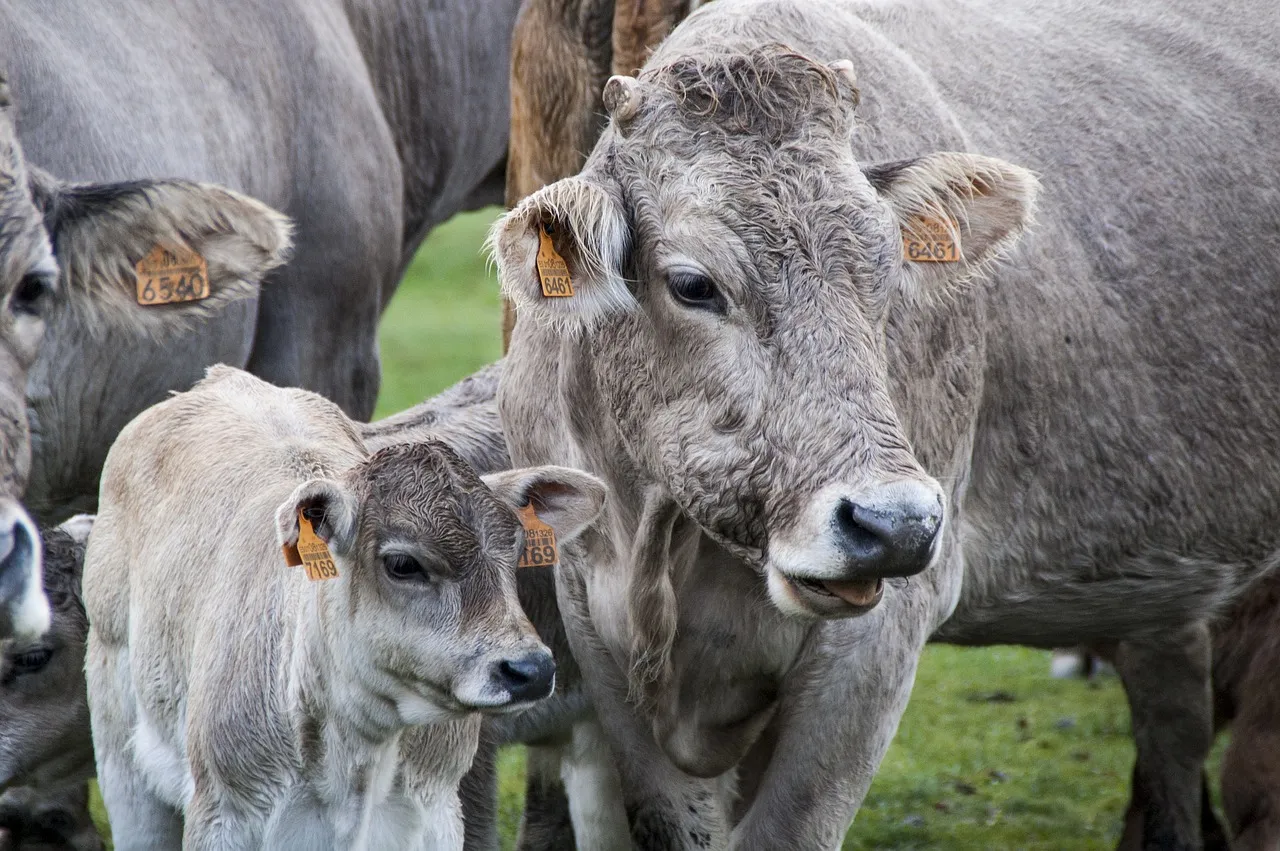 Razza Piemontese: allevamenti a rischio chiusura per il caro bollette