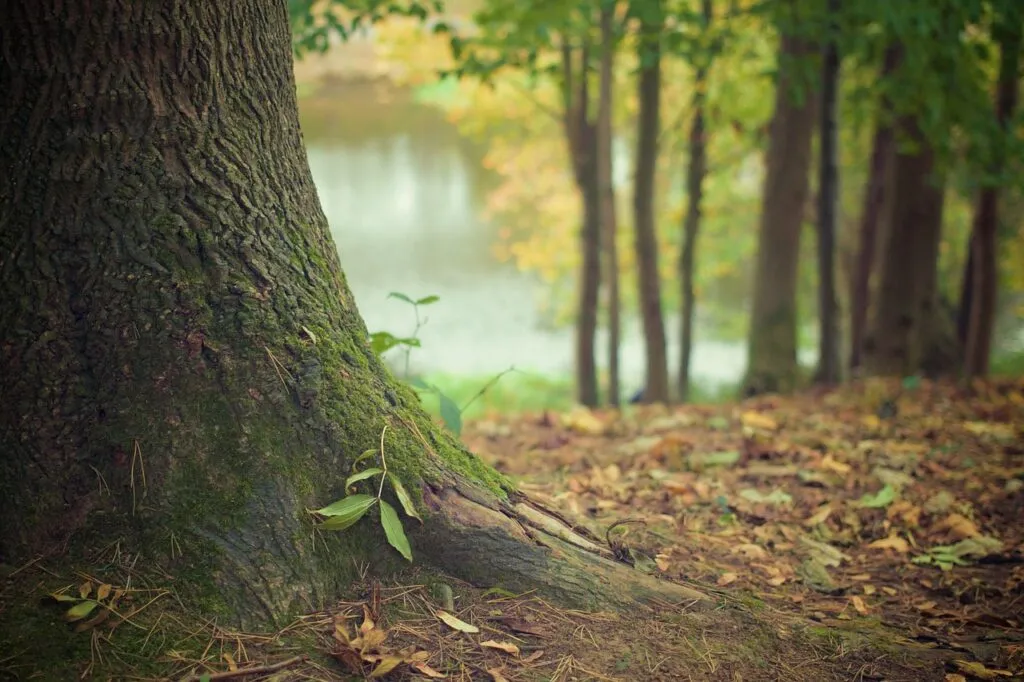 Aria più pulita a Pinerolo: in arrivo 700 nuovi alberi