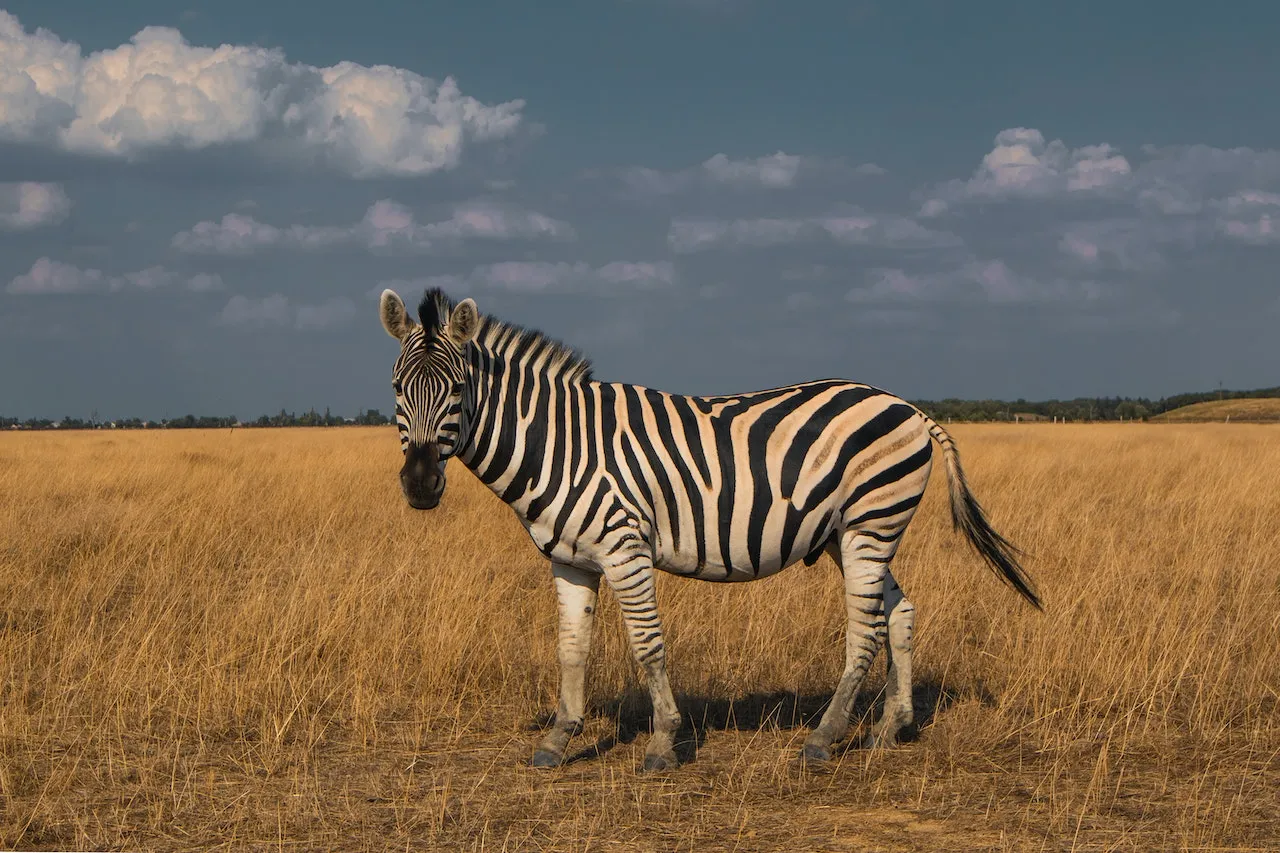 Bioparco Zoom a Torino: nato il primo cucciolo di zebra