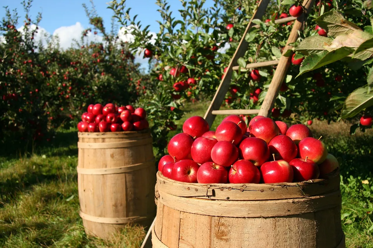 Agricoltura, dalla Regione 1,8 milioni di euro in più a copertura del bando 2022 per la conversione al biologico