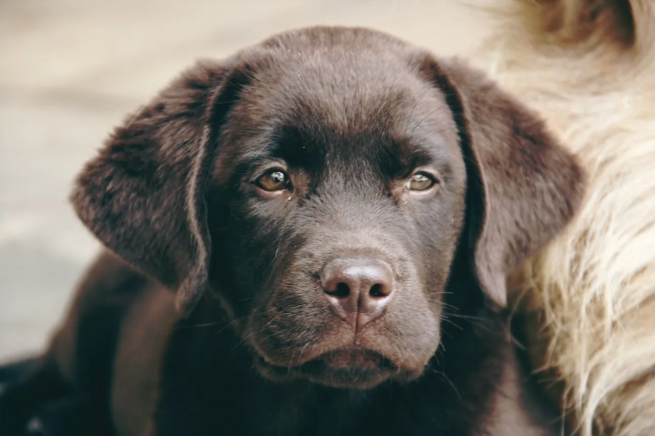 Adottare un cane: le razze più indicate per famiglie con bambini