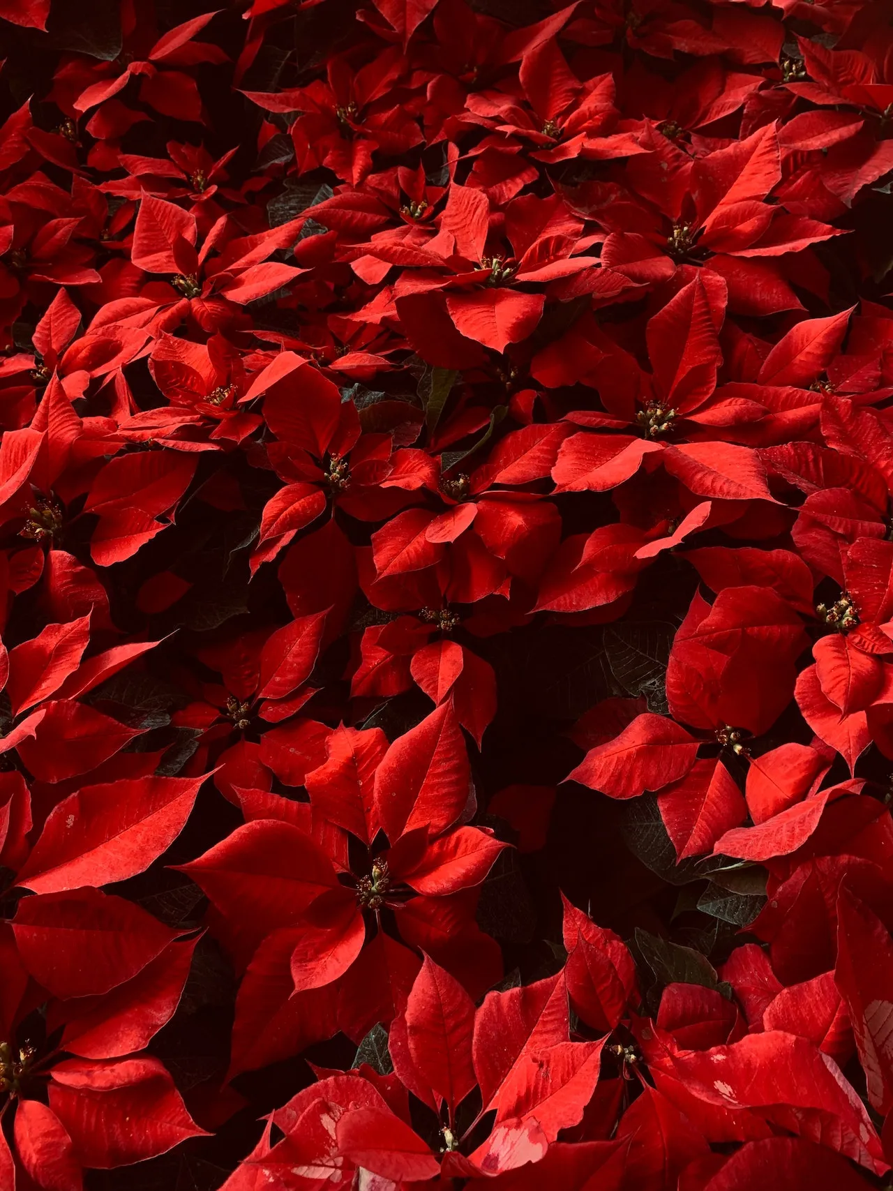 Verde Natale Torino, il mercatino dei fiori di dicembre