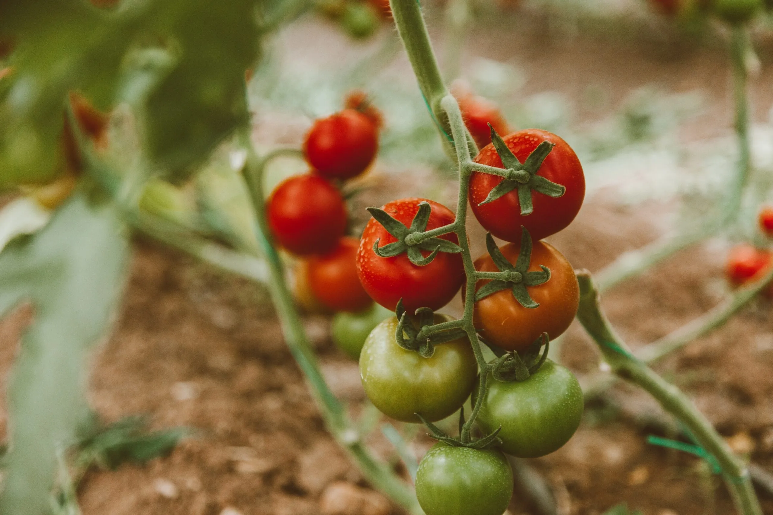 ColtivaTo: date e tutte le info sul Festival dell’Agricoltura