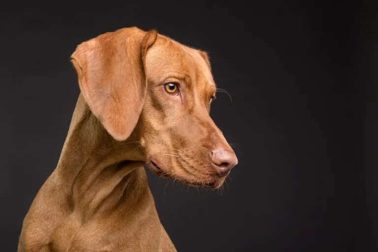 Cibo avvelenato nelle aree cani: la denuncia del Comitato Torino in Movimento