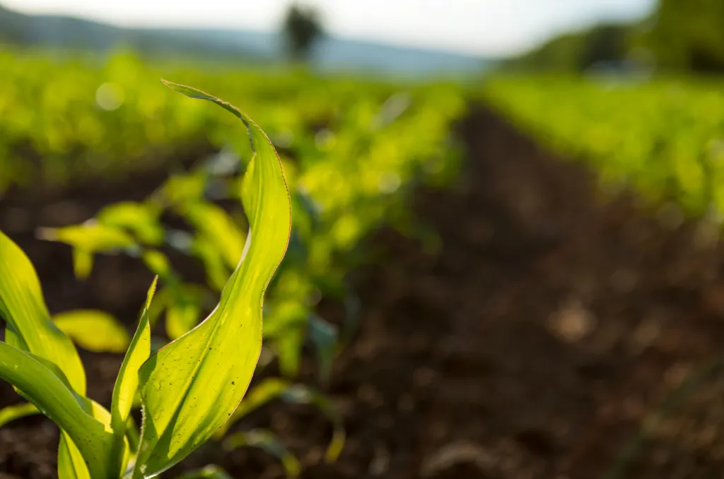 Nuova Politica agricola comune 2023-2027: i progetti in Piemonte