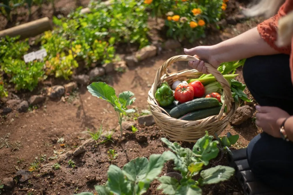 Piemonte: la regione approva 11 progetti di associazioni ortofrutticole