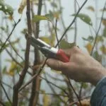 Corso Trapani: in arrivo una maxi potatura degli alberi per combattere le cimici