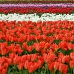 Giardino di Rosero, 50 mila tulipani colorati sulla collina di Torino