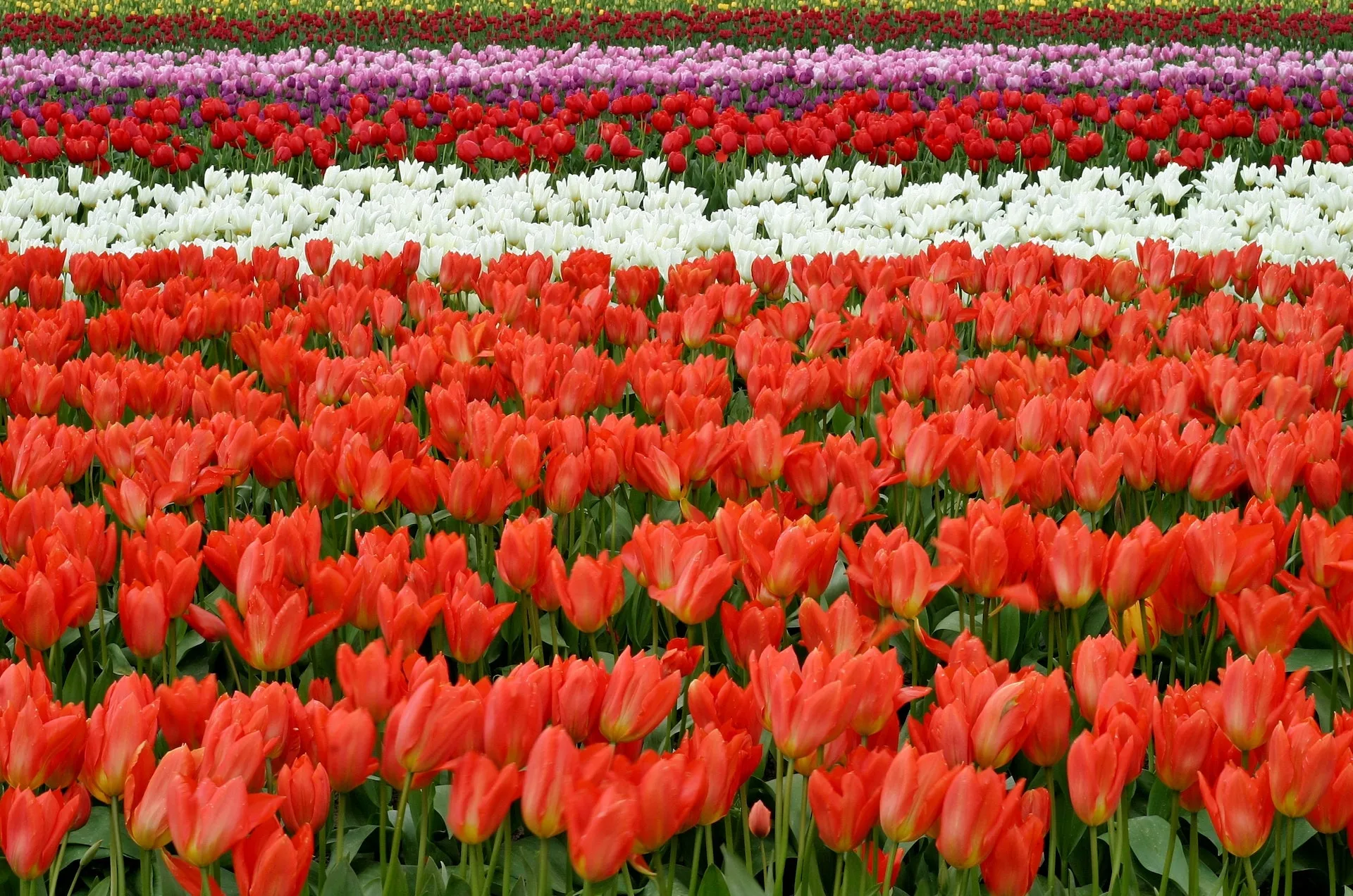 Giardino di Rosero, 50 mila tulipani colorati sulla collina di Torino