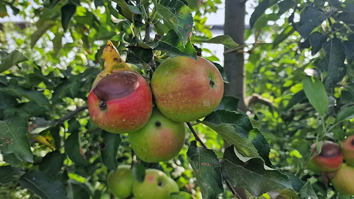 Frutta scottata: il nuovo fenomeno fa perdere il 15% dei raccolti nel Torinese