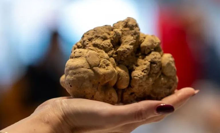 La Fiera del Tartufo Bianco d’Alba 2024 conquista i visitatori: 90mila ingressi all’evento