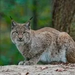 Avvistata una lince in Piemonte: l’esemplare ripreso su una distesa di neve