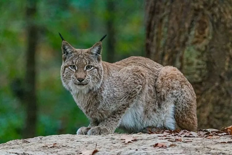 Avvistata una lince in Piemonte: l’esemplare ripreso su una distesa di neve