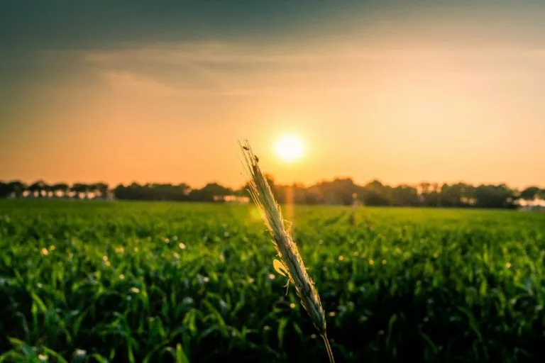 Agricoltura in Piemonte: finanziamenti a fondo perduto per l’ingresso dei giovani nel settore