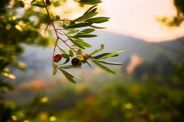 Olio extravergine d’oliva in Piemonte: aumentano le aziende, alta qualità della produzione