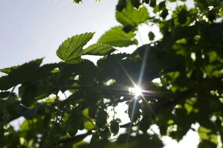 Sostenibilità e aziende in Piemonte, 9 su 10 non investono nel green: i risultati del report